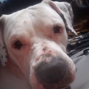 Meet your Posher, Ellis